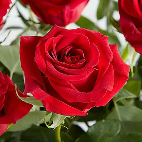 beautiful flowers rose.webp