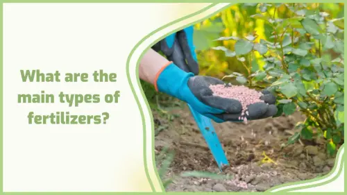 Best Fertilizer.webp