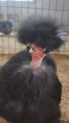 f4nQwO SMDOrCo1J.jpg