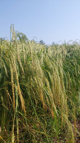 IMG 20250808 WA0042.jpg