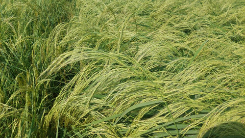 IMG 20250808 WA0023.jpg