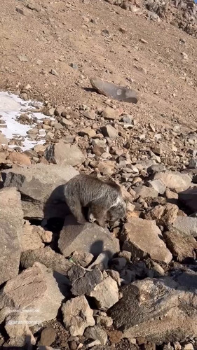 S8nrywn dVkll3LP.jpg