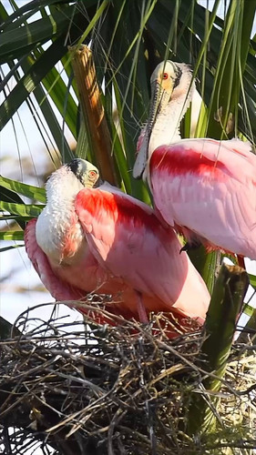 x8 5933oOmcKyS58.jpg