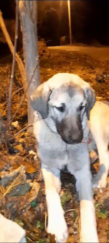 krNLki3Rlu4O CoX.jpg