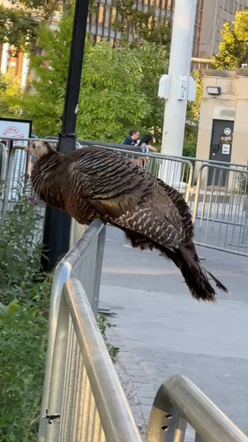 lREZMVL 2NsYagsL.jpg