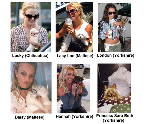 Britney Spears dogs 02.jpg