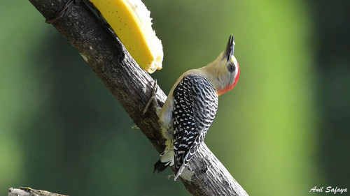 siSYW QEr0sOLenf.jpg