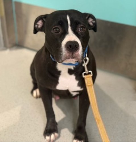 GxMSKuIW8AEN48I.png