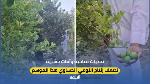 DzQg1I1x4 mweWy7.jpg