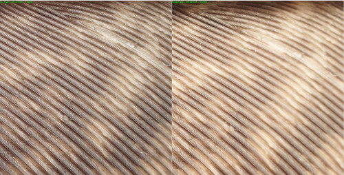 compare.jpg