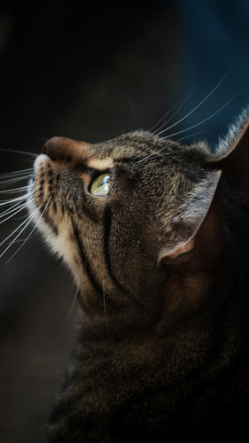 Cat eye9832 rectangle 20241120 225028 805 50