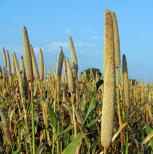 pearl millet 204091 1920.jpg