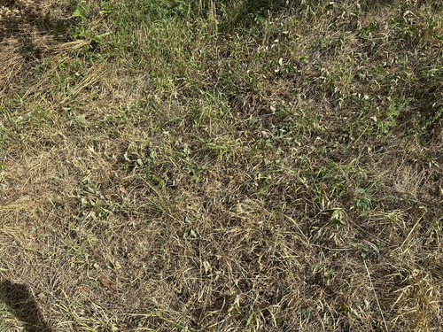 gras.jpg