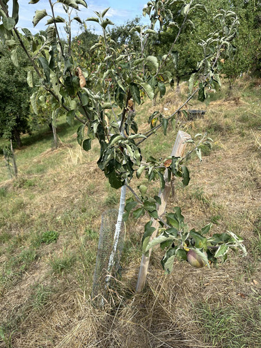 apfel.jpg