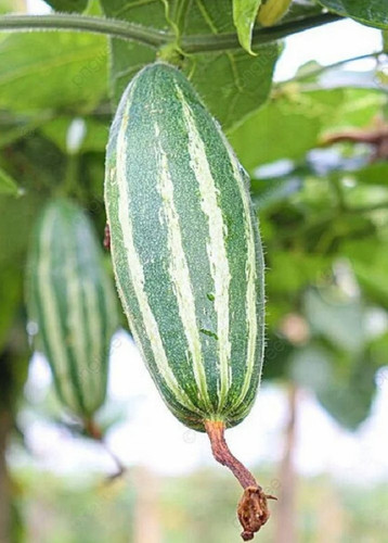 green pointed gourd.jpg
