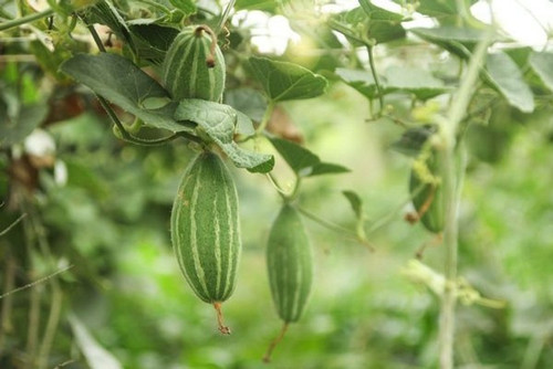 5 parwal seeds arshiayat origina.jpg