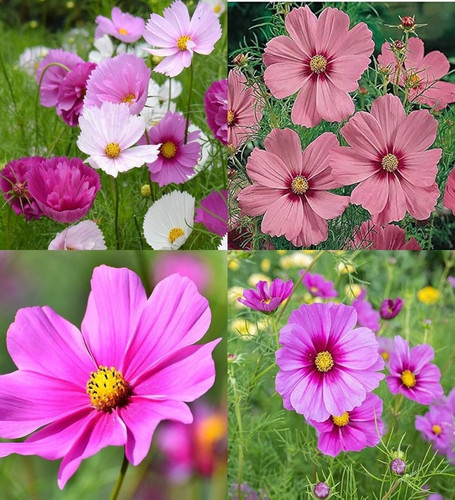 24 cosmos seeds for planting bii.jpg