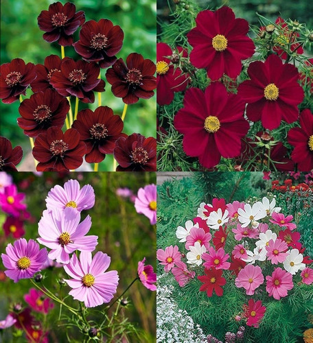 14 cosmos flower seeds mixed bii.jpg