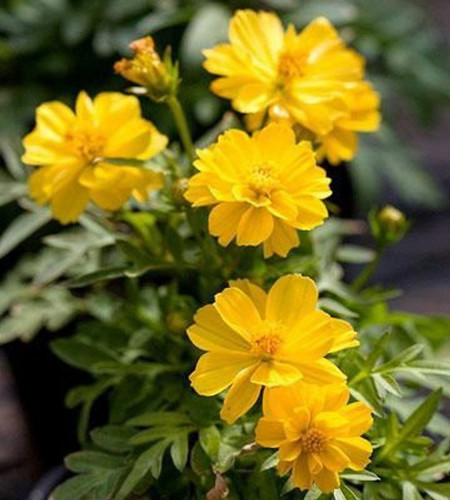 35 premium 100 germinatiion cosm.jpg