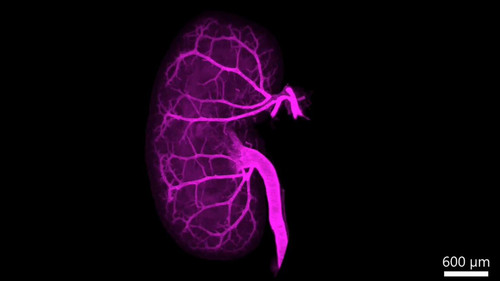 FlxH HZTxc5uirWR.jpg