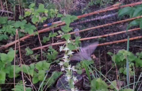 JIflgqSL e9We8mp.jpg