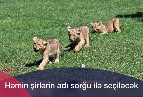 517376198 1163440435820570 9112012384489850357 n.jpg?stp=cp6 dst jpg p180x540 tt6& nc cat=106&ccb=1 .jpg