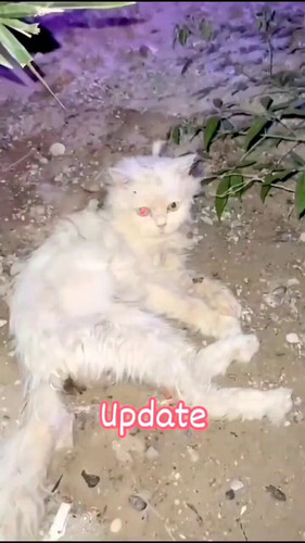 LVw0YIgheeVA62iU.jpg