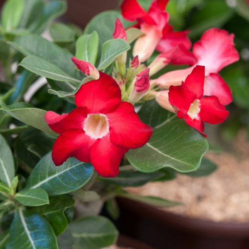 desertrose adeniumobesum floweri.jpg