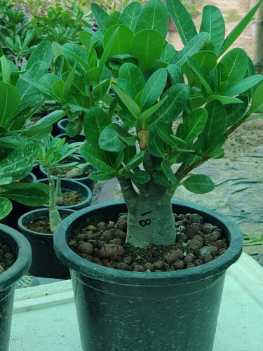 adenium arabicum godji live plan.jpg