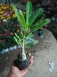 single adenium plant 250x250.jpg
