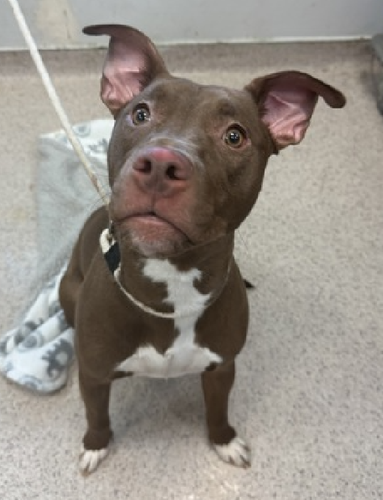 GuJKyu0agAQp mZ?format=png.png