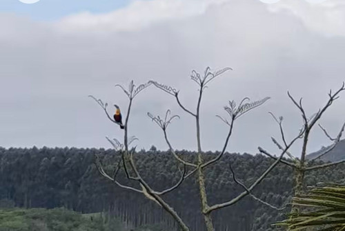 passáro visitante da colônia.jpg