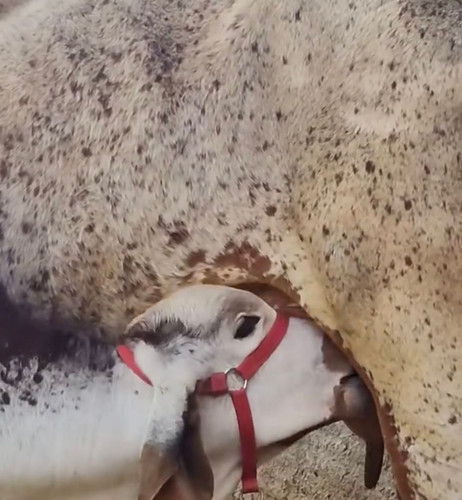 vaca dando leite.jpg