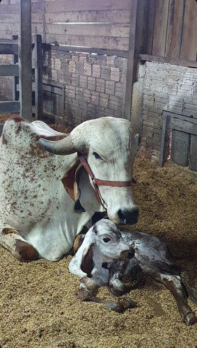 zebur e seu filhote.jpg