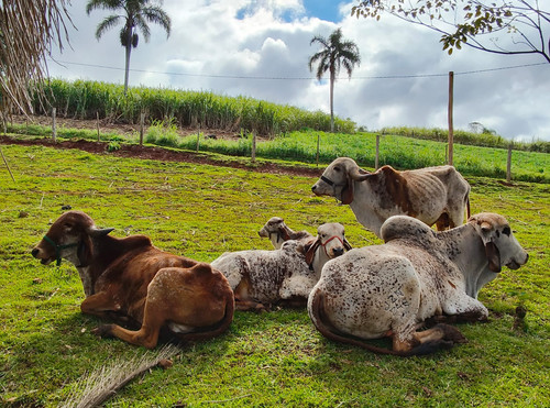 Imagem do WhatsApp de 2025 06 23 à(s) 08.04.33 6b810457.jpg