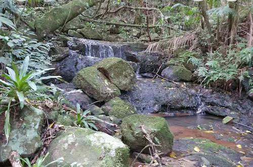 mata atlântica da colônia borússia.jpg