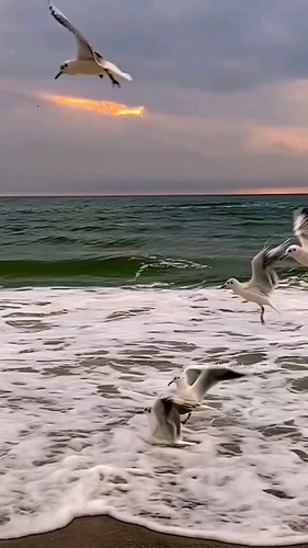 DsPiDQ mZd7VemRl.jpg