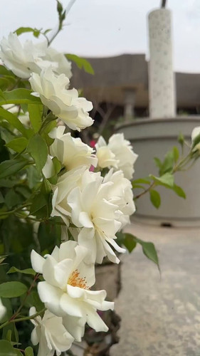 CpvI Cxi1z fLtsv.jpg