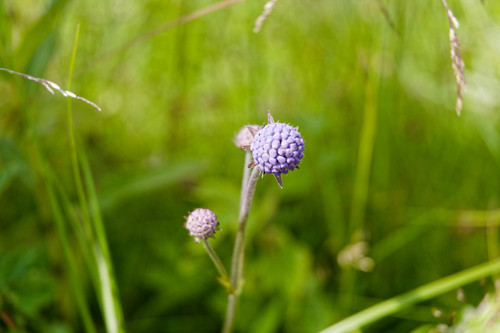 DSC 0171111 DxO 1.jpg