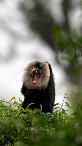 FfW tELDsyGHoLN .jpg