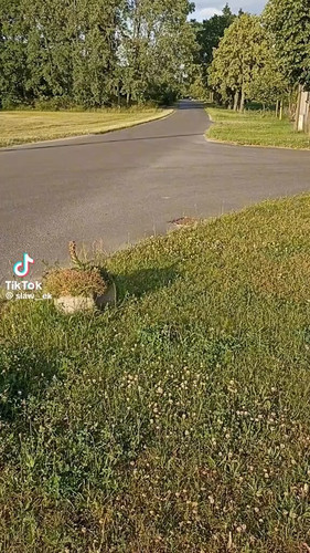  UEj39mmL6SuNVuZ.jpg