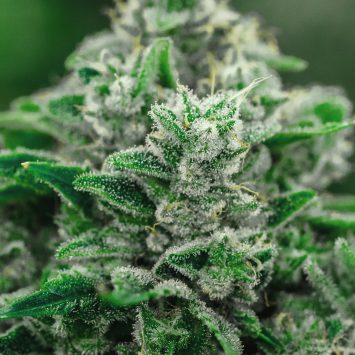 DC Weed Delivery | Exotic Dreams Dispensary.jpg