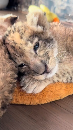 KnP5Aod UwovybVl.jpg