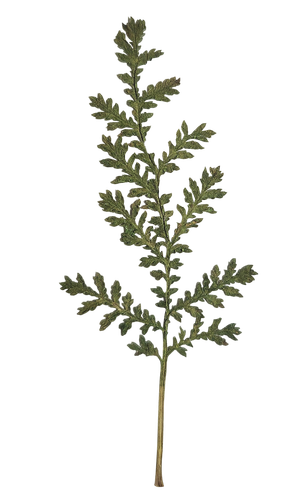 Mikael F. Kaiser (4).png