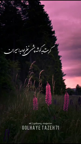 Vjvi JpUGbYwp77 .jpg