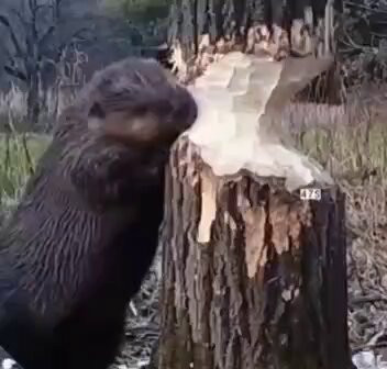 0vFIRncQBW BVD2r.jpg