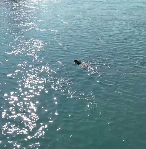 fmm2uwlDNvftf vN.jpg