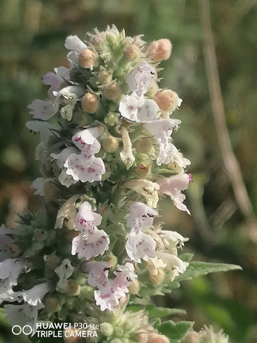 GvsAY6JW0AAF9DL.jpg