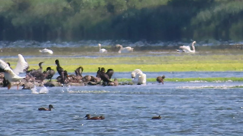 wVIlOvTp2KNpNJt .jpg