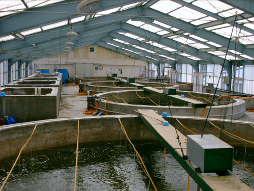 Shrimp hatchery.jpg